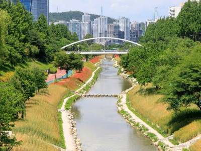 Địa Điểm Lý Tưởng Ngắm Lúa Mạch Vàng Óng Và Hoa Anh Túc Rực Rỡ Tại Seoul