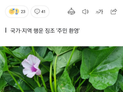 Hoa khoai lang hàn 100 năm mới nở ở "평창" Hàn Quốc