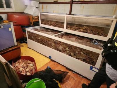 Bảo sao mà cua tuyết lại đắt đỏ đến vậy — hóa ra có người còn giấu cả nghìn con ngay trong nhà mình.