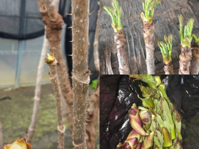 Một người Hàn b:ức x:úc chia sẻ: "nghe nói dạo này t:r:ộm vặt nhiều... khi ra tới vườn thì còn t:r:ộm cả mùa màng nữa