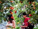 Đà Lạt - Mùa hồng chín
