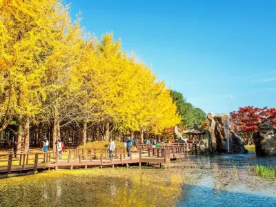 Du lịch đảo Nami mùa thu khám phá thảm lá vàng độc đáo nhất Hàn Quốc