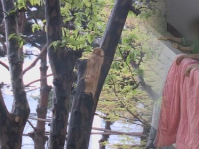 Người đàn ông tử vong sau khi rơi từ ban công tầng 20 khi đang giũ chăn