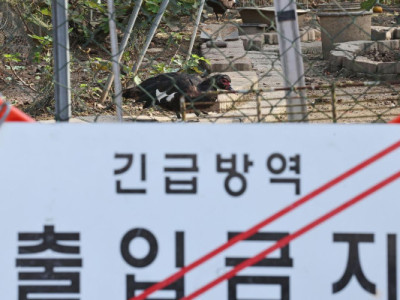 Hàn Quốc báo cáo thêm một trường hợp cúm gia cầm độc lực cao