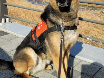 Chú Chó Cứu Hộ 119 ‘Turi’ Tìm Thấy Thiếu Niên Mất Tích Ở Núi Sacheon Chỉ Sau 2 Giờ