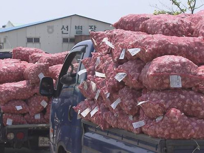 Nông dân trồng tỏi ở Jeju bớt lo lắng… Giá thu mua tỏi tăng thêm 500 won