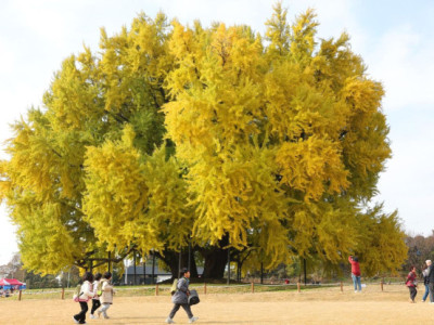 Nghệ sĩ dành 6 năm để vẽ cây bạch quả 1.300 năm tuổi ở Bangye-ri