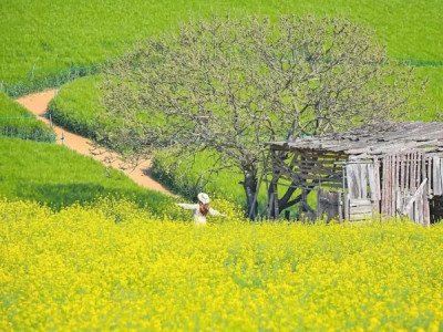 LỄ HỘI HOA CẢI VÀ LÚA MẠCH TẠI  고창청보리밭 축제  1 cánh đồng toàn hoa cải và lúa mạch, đi hít thở không khí trong lành tự nhiên mùi hoa và mùi lúa.  Từ ngày 18 tháng 4 năm 2026 đến ngày 10 tháng 5 n