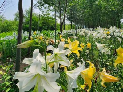 #인천     Vườn hoa ly đang nở đẹp tại inchon,chỗ này hoa cũng nhiều,ly có các màu trắng,vàng,hồng.  Hoa ở đây tham quan đến ngày 11/ tháng 7/2026 nha mọi người.  Mọi người tranh thủ đi ngắm sớm nha vì 