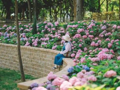 HOA CẨM TÚ CẦU TẠI DAEGU  Tầm giữa tháng 6 nở đẹp.   수국 이현공원 서구 이현동 산119